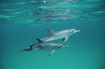 Atlantic Spotted Dolphin (Stenella frontalis) underwater pair, Bahamas