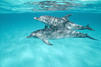 Atlantic Spotted Dolphin (Stenella frontalis) underwater pair, Bahamas