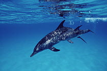 Atlantic Spotted Dolphin (Stenella frontalis) female with calf, Bahamas