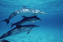 Atlantic Spotted Dolphin (Stenella frontalis) two adults and one juvenile underwater, Bahamas