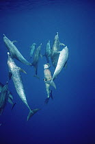 Atlantic Spotted Dolphin (Stenella frontalis) pod and diver, Bahamas