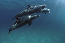 Atlantic Spotted Dolphin (Stenella frontalis) trio underwater, Bahamas