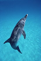 Atlantic Spotted Dolphin (Stenella frontalis) portrait, Bahamas
