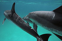 Atlantic Spotted Dolphin (Stenella frontalis) trio swimming, Bahamas