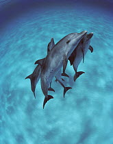 Atlantic Spotted Dolphin (Stenella frontalis) group swimming in shallow water, Bahamas