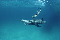 Atlantic Spotted Dolphin (Stenella frontalis) with diver, Bahamas