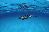 Atlantic Spotted Dolphin (Stenella frontalis) swimming just below surface, Bahamas