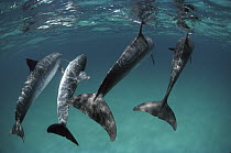 Atlantic Spotted Dolphin (Stenella frontalis) four swimming underwater away from camera, Bahamas