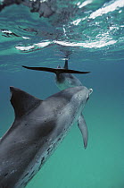 Atlantic Spotted Dolphin (Stenella frontalis) pair swimming at surface, Bahamas