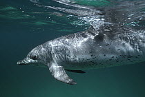 Atlantic Spotted Dolphin (Stenella frontalis) underwater portrait, Bahamas