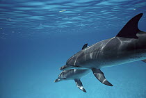 Atlantic Spotted Dolphin (Stenella frontalis) pair swimming side by side, Bahamas