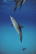 Atlantic Spotted Dolphin (Stenella frontalis) three underwater, Bahamas