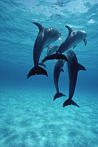 Atlantic Spotted Dolphin (Stenella frontalis) group of four, Bahamas