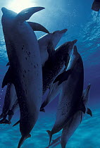 Atlantic Spotted Dolphin (Stenella frontalis) underwater group, Bahamas