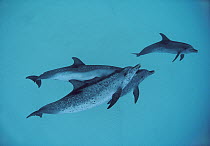 Atlantic Spotted Dolphin (Stenella frontalis) group swimming together, Bahamas