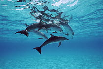 Atlantic Spotted Dolphin (Stenella frontalis) group surfacing, Bahamas