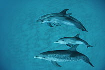Atlantic Spotted Dolphin (Stenella frontalis) underwater group, Bahamas