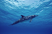 Atlantic Spotted Dolphin (Stenella frontalis) adult floating in turquoise water, Bahamas