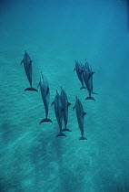 Spinner Dolphin (Stenella longirostris) group underwater, Bahamas