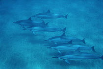 Spinner Dolphin (Stenella longirostris) group underwater, Hawaii