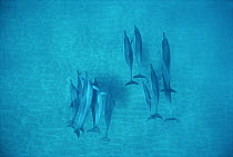 Spinner Dolphin (Stenella longirostris) group underwater, Hawaii