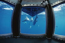 Spinner Dolphin (Stenella longirostris) pod underwater seen through window of research vessel, Hawaii