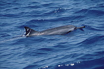 Spinner Dolphin (Stenella longirostris) with plastic band on dorsal fin, Hawaii
