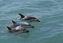 Dusky Dolphin (Lagenorhynchus obscurus) trio surfacing, Kaikoura, New Zealand