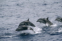 Common Dolphin (Delphinus delphis) group jumping, New Zealand