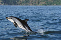 Dusky Dolphin (Lagenorhynchus obscurus) jumping, Kaikoura, New Zealand