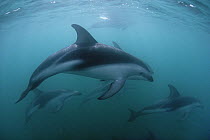 Dusky Dolphin (Lagenorhynchus obscurus) pod, near Kaikoura, New Zealand