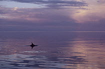 Bottlenose Dolphin (Tursiops truncatus) surfacing at sunset, Shark Bay, Australia