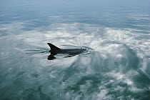 Bottlenose Dolphin (Tursiops truncatus) surfacing, Shark Bay, Australia