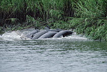 Bottlenose Dolphin (Tursiops truncatus) group chasing and catching fish on mud banks in salt marsh, previously unrecorded behavior, Hilton Head, South Carolina