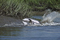 Bottlenose Dolphin (Tursiops truncatus) group chasing and catching fish on mud banks in salt marsh, South Carolina