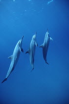 Spinner Dolphin (Stenella longirostris) trio, Brazil