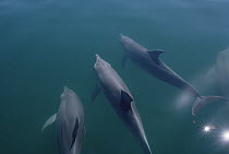 Spinner Dolphin (Stenella longirostris) trio at water surface, Brazil