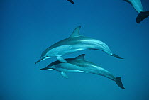 Spinner Dolphin (Stenella longirostris) pair, Brazil