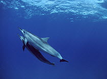 Spinner Dolphin (Stenella longirostris) pair swimming together, Brazil