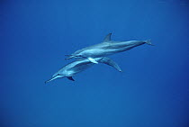 Spinner Dolphin (Stenella longirostris) trio swimming underwater, Brazil