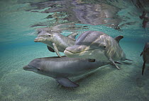 Bottlenose Dolphin (Tursiops truncatus) trio, Hawaii