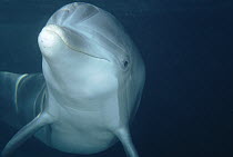 Bottlenose Dolphin (Tursiops truncatus) underwater portrait, captive animal, Hawaii