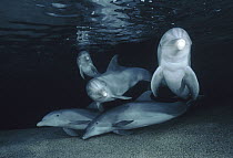 Bottlenose Dolphin (Tursiops truncatus) underwater trio, Hawaii