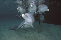 Bottlenose Dolphin (Tursiops truncatus) group, Hawaii