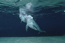 Bottlenose Dolphin (Tursiops truncatus) underwater pair, Hawaii