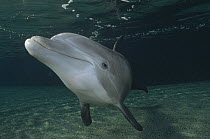 Bottlenose Dolphin (Tursiops truncatus) underwater portrait, Hawaii