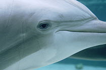 Bottlenose Dolphin (Tursiops truncatus) underwater portrait, Hawaii