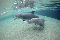 Bottlenose Dolphin (Tursiops truncatus) underwater pair, Hawaii