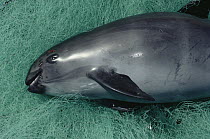 Vaquita (Phocoena sinus) by-catch mortality, caught in gill net for sharks and other fish, Gulf of California, Mexico