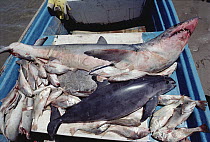Vaquita (Phocoena sinus) by-catch casualty caught in gill net for sharks and other fish, Gulf of California, Mexico